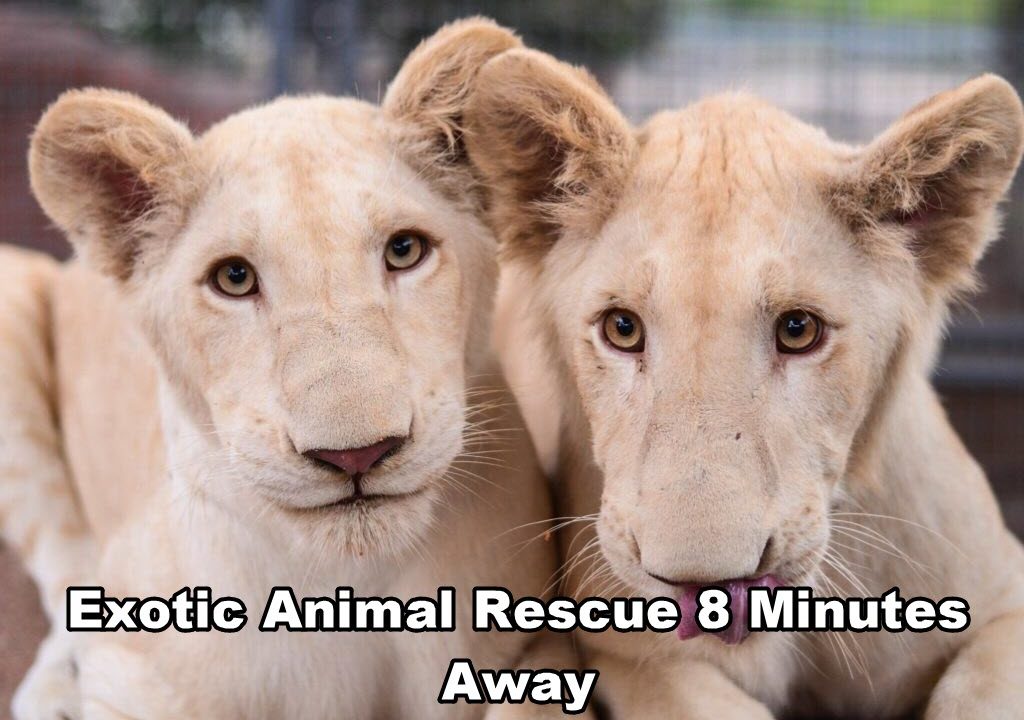Exotic animal Rescue Down The Street